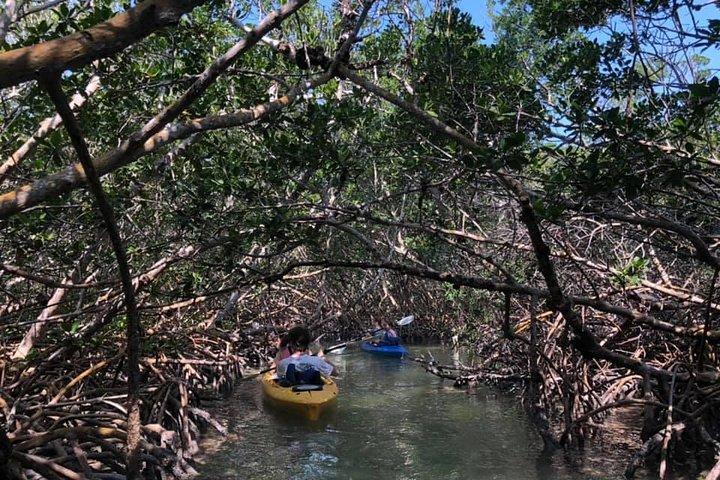 Key West Mangrove Kayak Eco Tour
