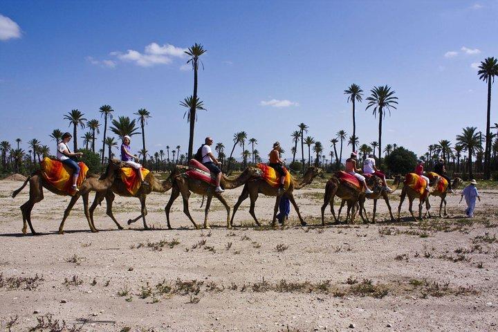 Sunset Camel Ride with tea break in the Palm Grove of Marrakech