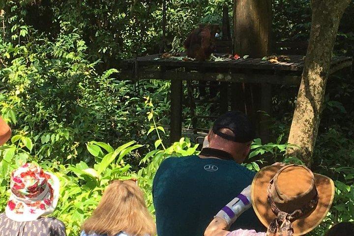 Private Full Day Sepilok Orang Utan, Bornean Sun Bear and Rainforest Discovery Center Tour