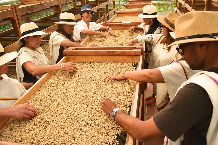 Coffee Tour at the Finca del Café