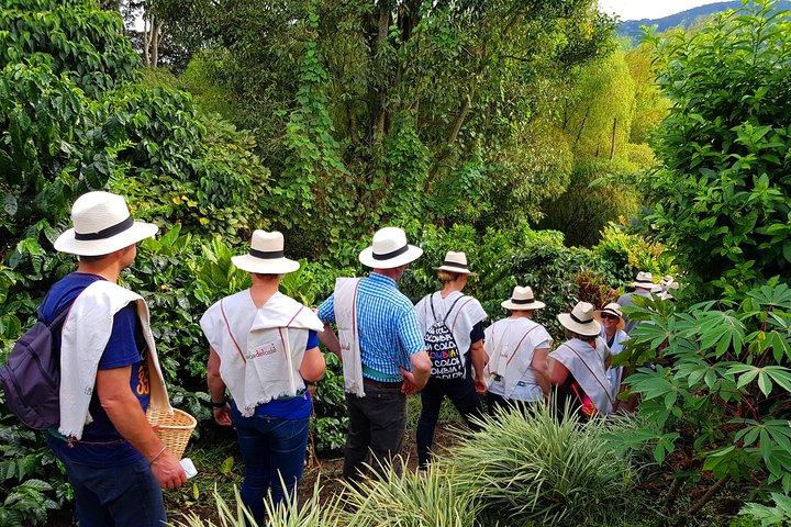 Coffee Tour at the Finca del Café