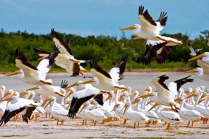 Contoy Island