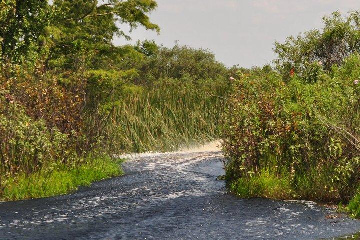 1 Hour Everglades Airboat Tour Orlando Florida