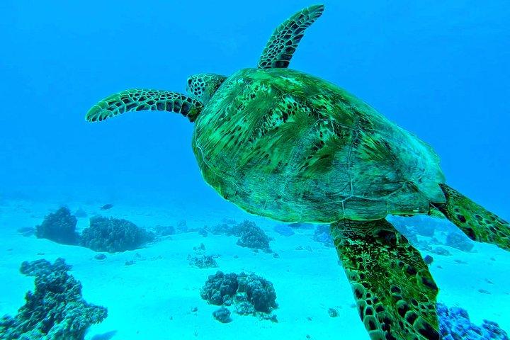 Lagoon Tour - Discover the magnificent lagoon of Moorea