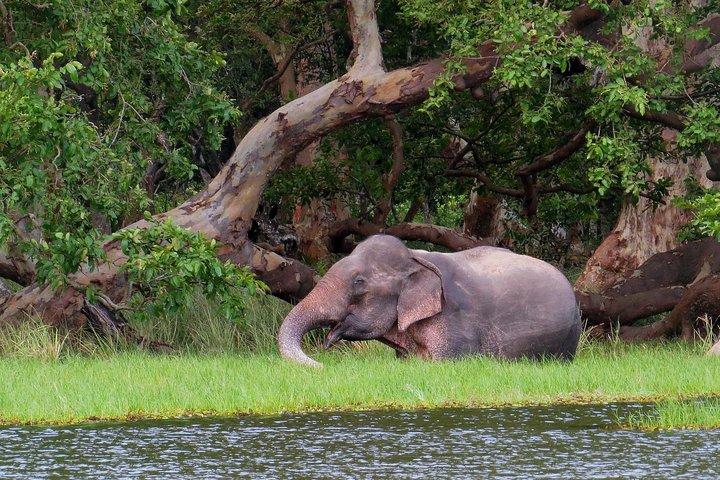 Wilpattu National Park Entrance Ticket with Private Safari