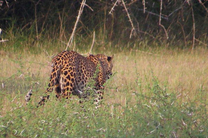 Wilpattu National Park Entrance Ticket with Private Safari
