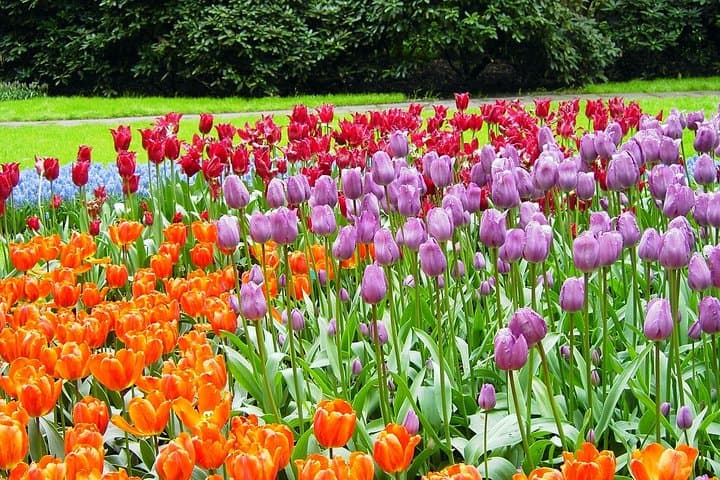 Private Day Trip from Amsterdam to Keukenhof with Entrance Tickets