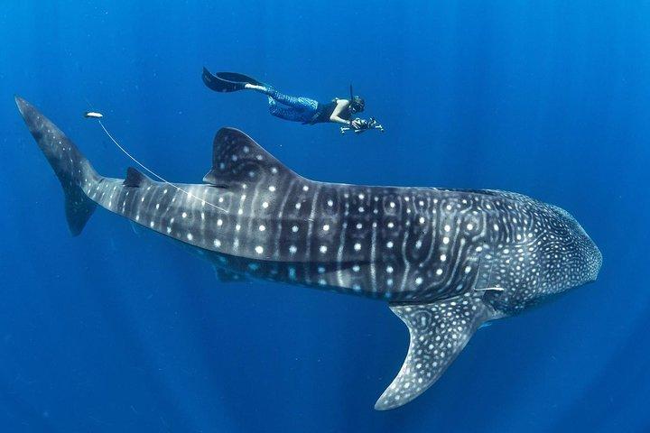 Whale Shark Encounter & Sumilon Sandbar & Canyoneering in Kawasan Falls