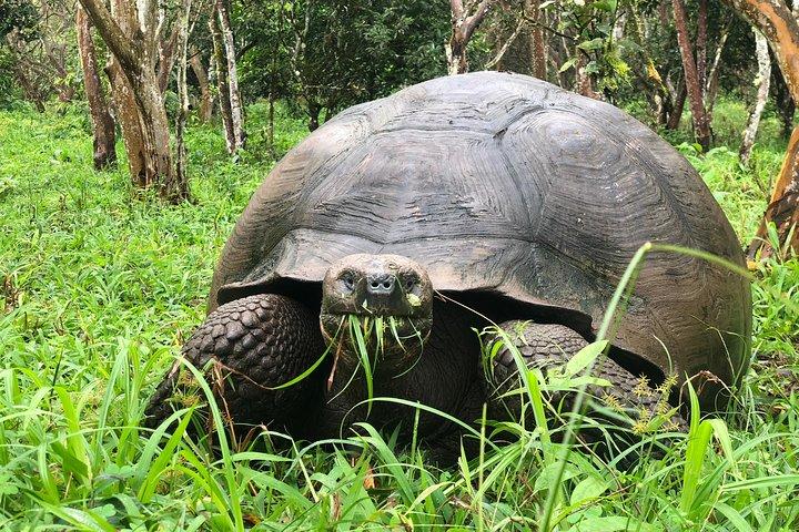 Meet a 150-Year-Old Giant Tortoise in the Galapagos Highlands