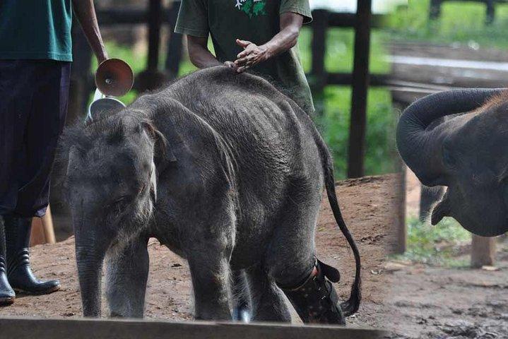 Udawalawe National Park Safari with Elephant Transit Home Visit