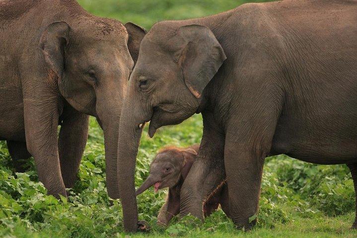 Udawalawe National Park Safari with Elephant Transit Home Visit