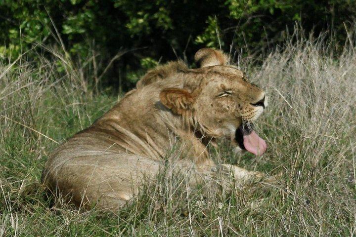 3 Days(2 nights) Tsavo East Tour & Saltlick (Cost based on minimum 2 persons)