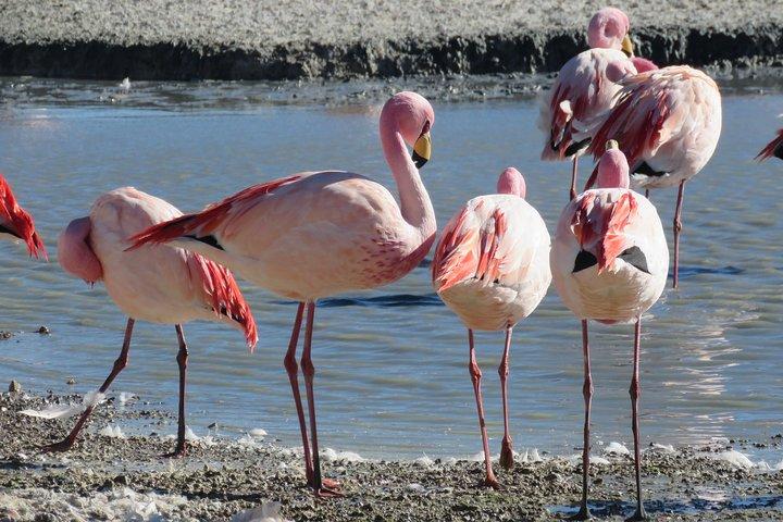 From La Paz: 4 Days Tour Uyuni Salt Flats ending in San Pedro de Atacama Chile