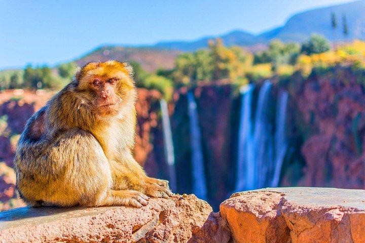 Private Day Trip from Marrakech to Ouzoud Waterfalls With Lunch