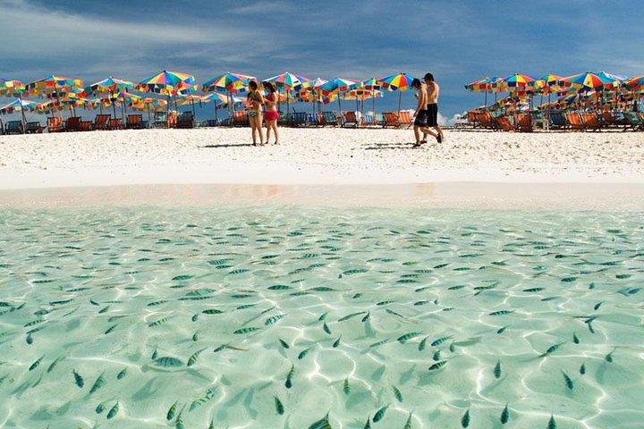 Phi Phi Island Enjoy Snorkeling & Colourful Fishes From Phuket