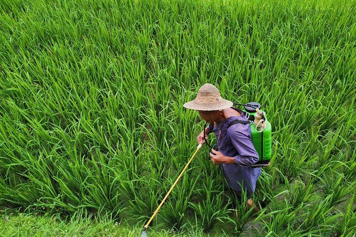 From Guilin/Yangshuo: Longji Rice Terraces and Ethnic Minority Village Day Tour