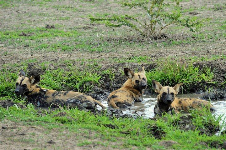 The best Selous 1 day safari from Zanzibar