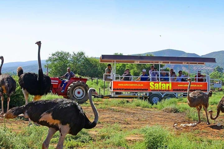From Cape Town: 2-Nights, 3-Days Garden Route private tour