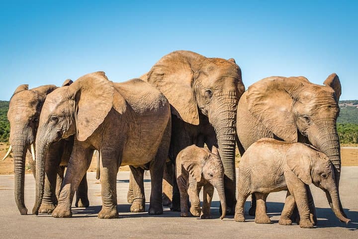 From Cape Town: 2-Nights, 3-Days Garden Route private tour