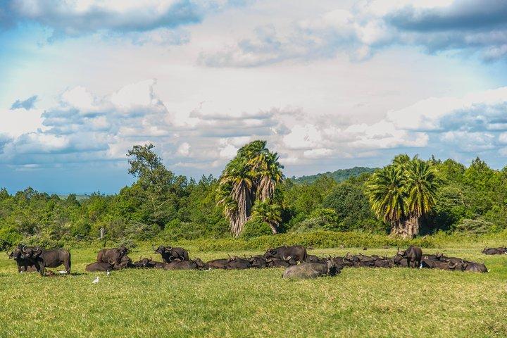 Day Safari to Arusha National Park in ‘Little Red Rover’
