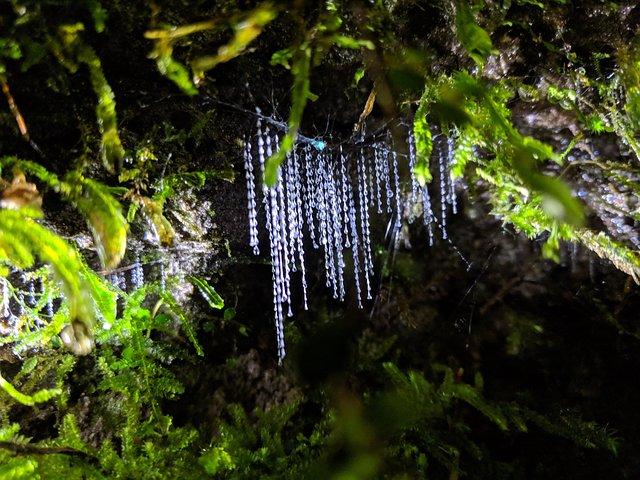 Nocturnal adventure Glow-worm tour