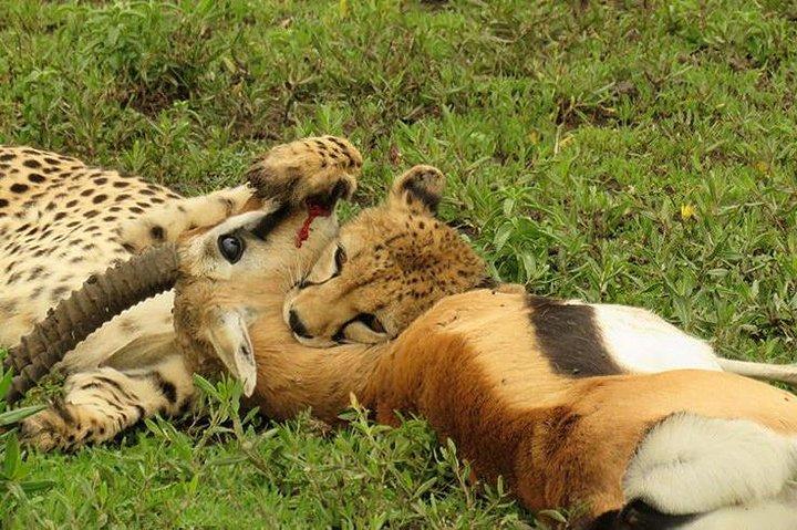 12 Days Honeymoon safari in Kenya