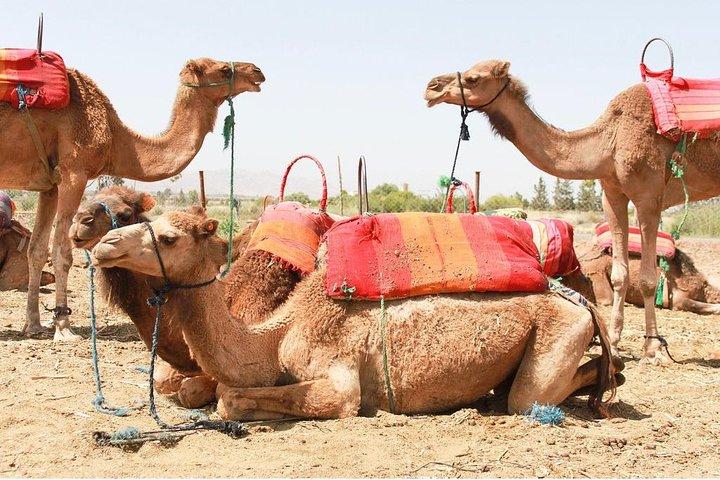 Berber Villages 3 Valleys & Camel ride Atlas Mountains Day Trip