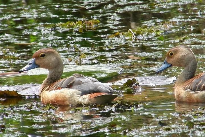 Bird watching in Colombo Wetlands- Guided Bird Walks