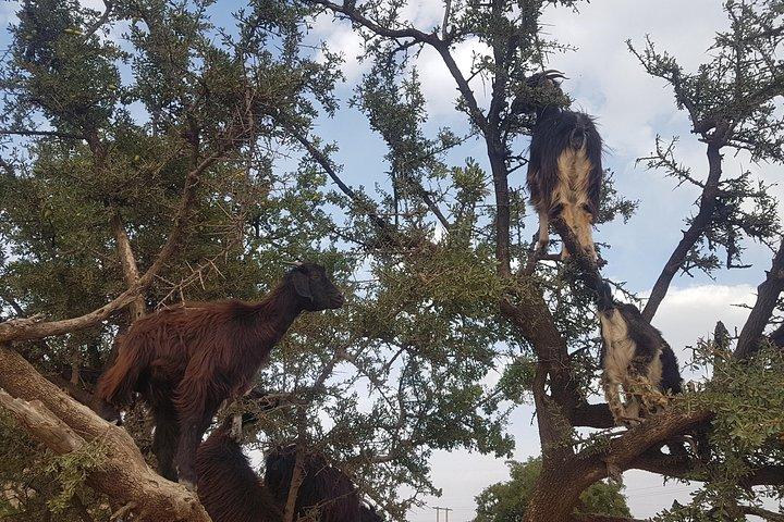 From Agadir: Zagora Desert & Ouarzazate 2 Days Trip & camel Trek