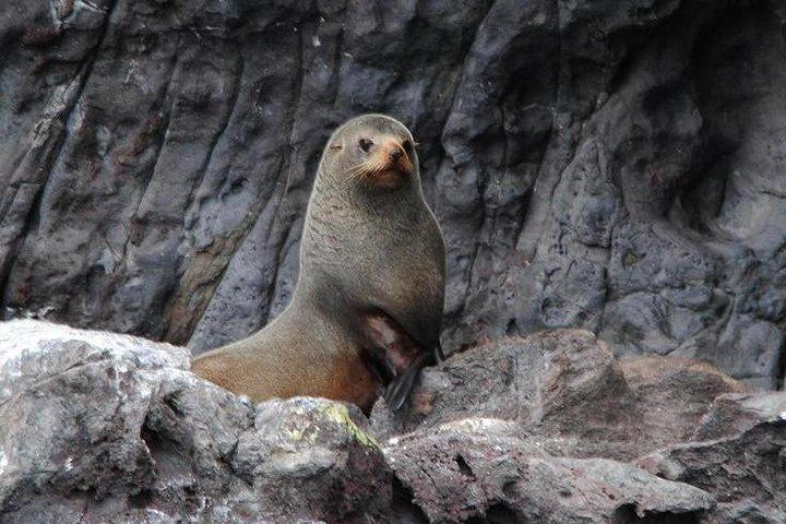 Akaroa Harbour Nature Cruise