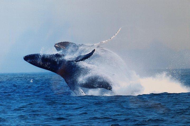 Whale Watching Tour Monterey California