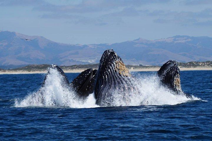 Whale Watching Tour Monterey California