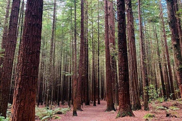 Blue Springs, Redwood Forest, Waiotapu Geothermal Park day Tour