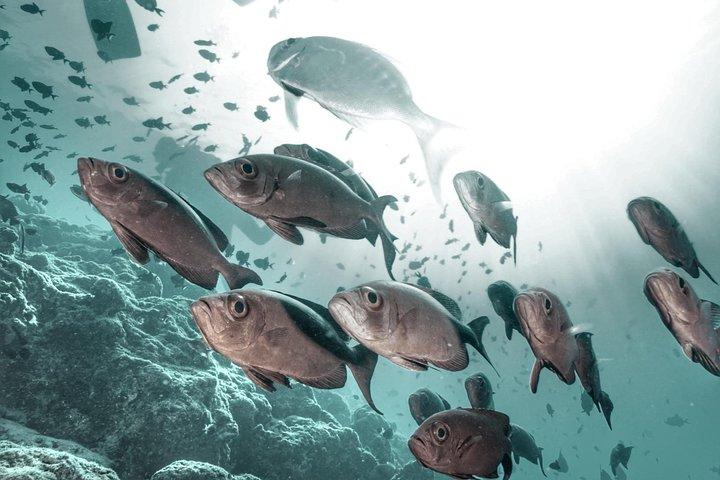 PADI Open Water - Bangkok