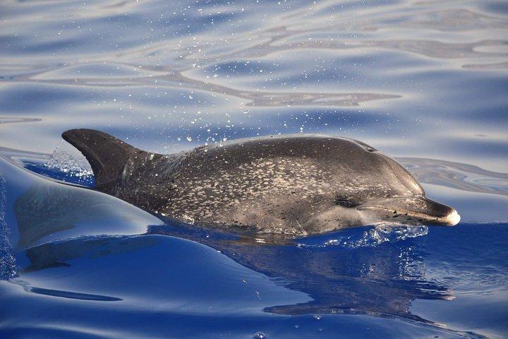 Madeira Dolphin & Whale Watching Tour