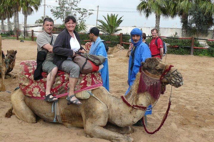 camel Agadir
