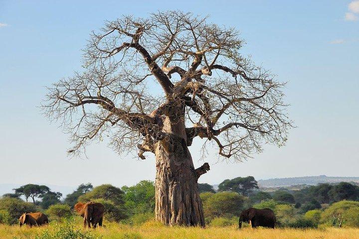 Tarangire Park Day Trip