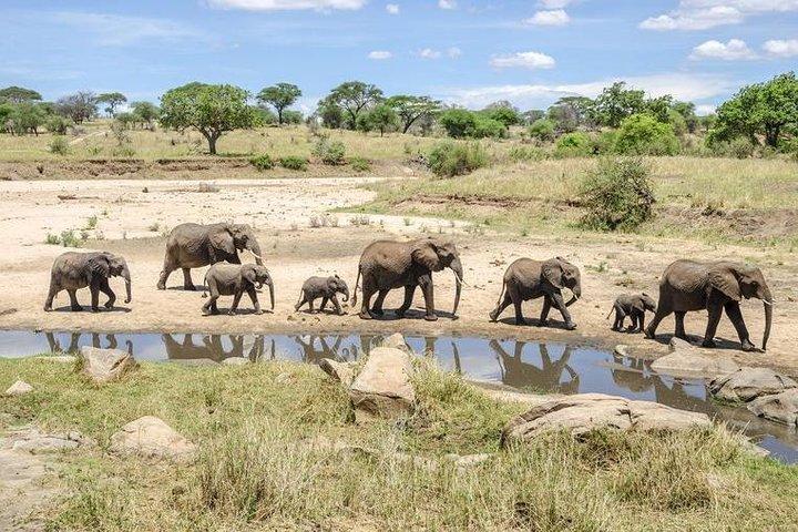 Tarangire Park Day Trip