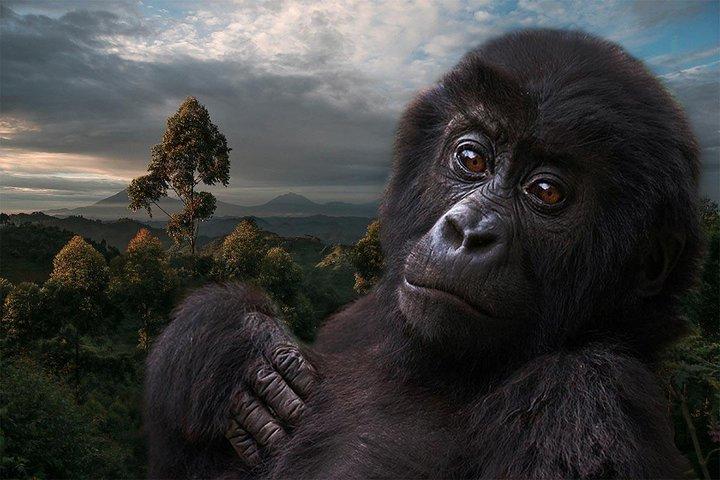 3 Day Gorilla Tracking in Bwindi Impentetrable National Park, Uganda