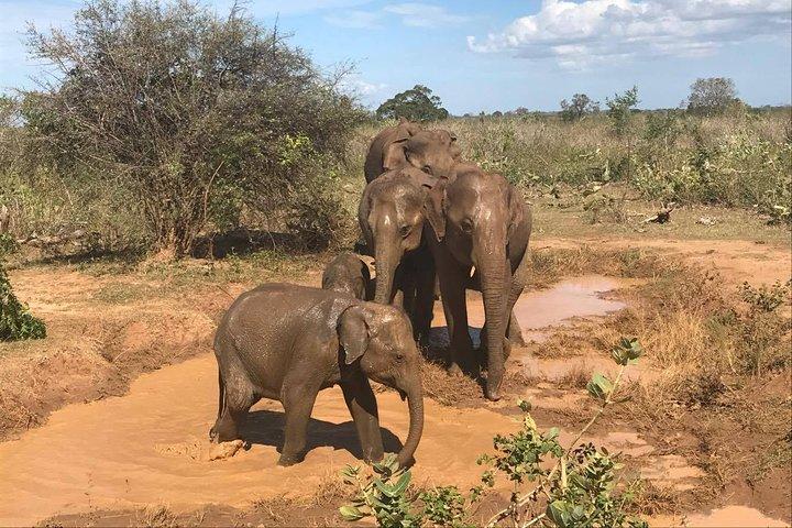 Sri Lanka tours 12-Day wildlife Tour with driver,Car or Van and accommodations