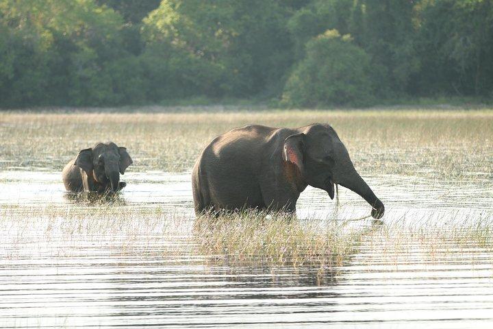 Sri Lanka tours 12-Day wildlife Tour with driver,Car or Van and accommodations