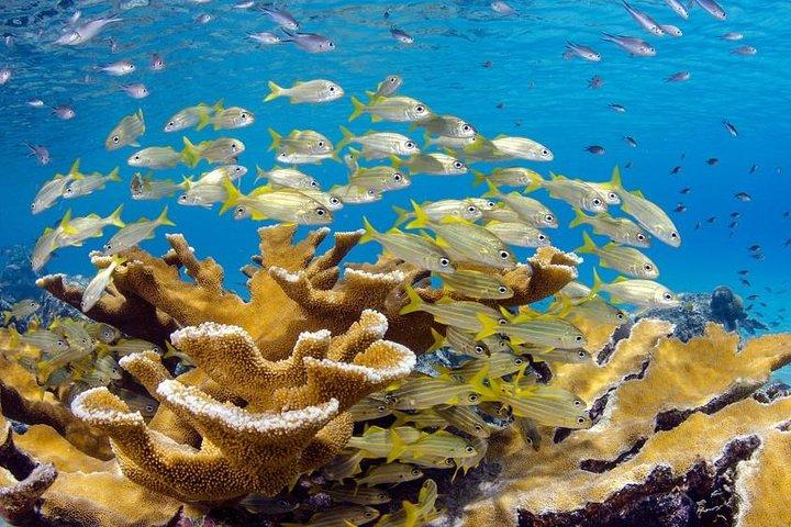 Scuba Doo Diving Experience in Punta Cana