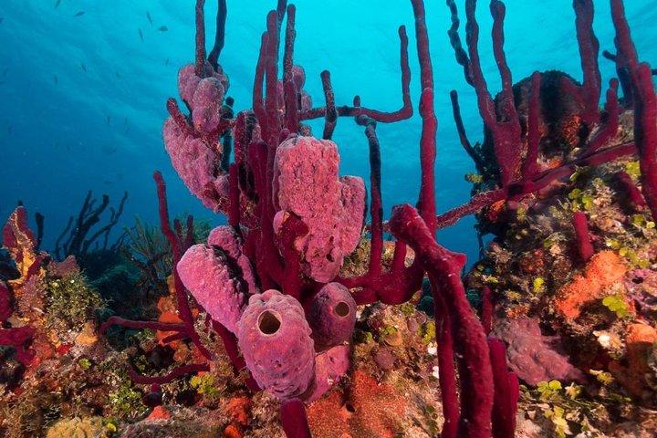 Scuba Doo Diving Experience in Punta Cana