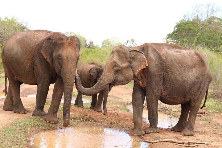 Sri lanka Wildlife Tour