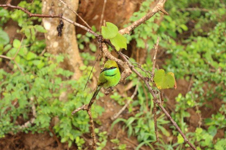 Sri lanka Wildlife Tour