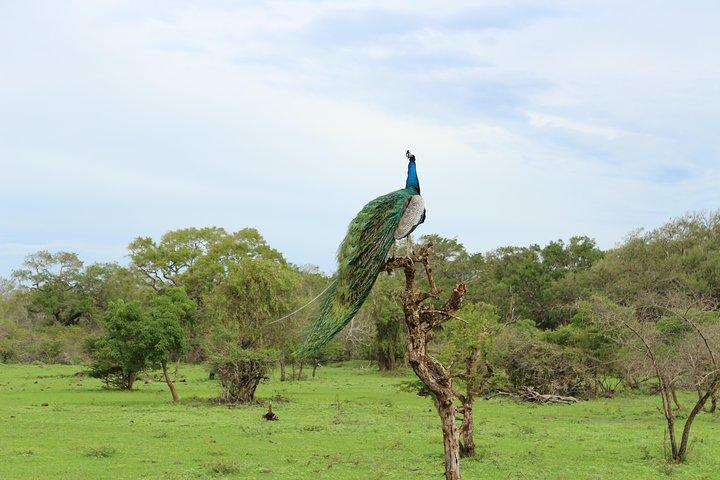 Sri lanka Wildlife Tour