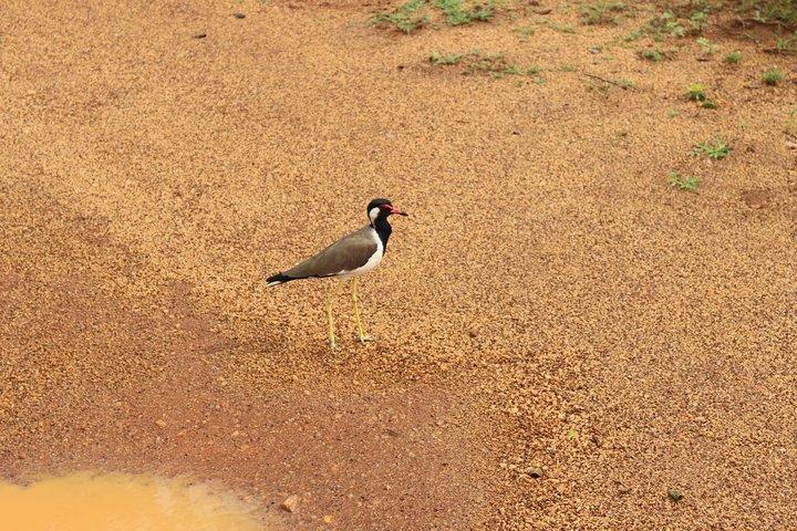 Sri lanka Wildlife Tour