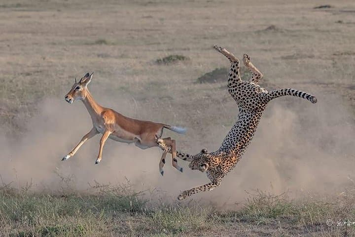 3 Days Safari in Masai Mara, Kenya