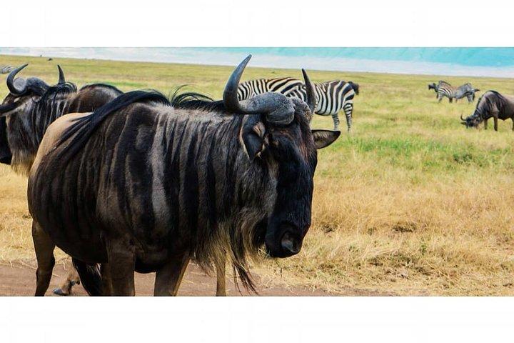 Day trip to Tarangire