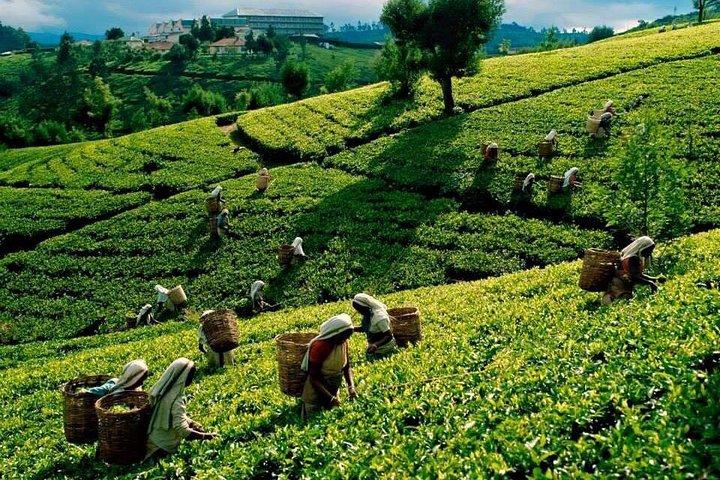 4 Days Essence Of Sri Lanka